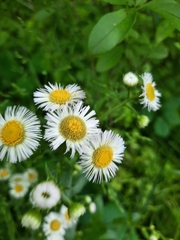 Erigeron philadelphicus