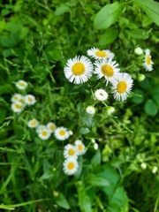 Erigeron philadelphicus