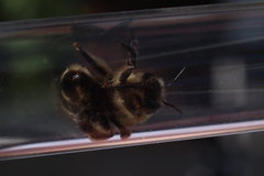 Anthophora aestivalis