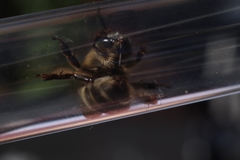 Anthophora aestivalis