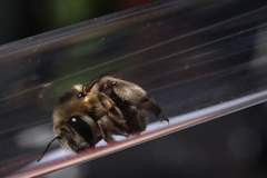 Anthophora aestivalis