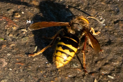 Vespa crabro