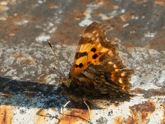 Polygonia c-album