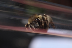 Anthophora aestivalis