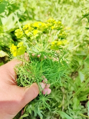 Euphorbia cyparissias