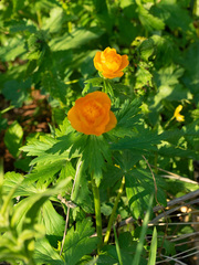 Trollius asiaticus