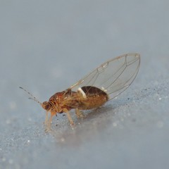 Bactericera dorsalis