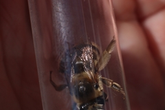 Anthophora aestivalis