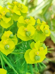 Euphorbia cyparissias