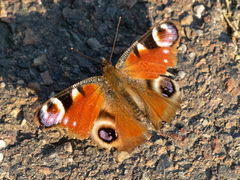 Aglais io