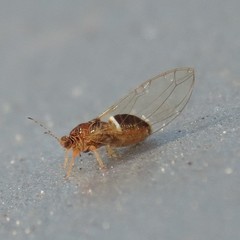 Bactericera dorsalis