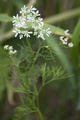 Bifora radians