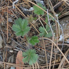 Potentilla subviscosa