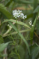 Bifora radians
