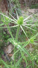 Dipsacus ferox