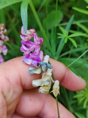 Vicia villosa