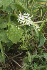 Bifora radians