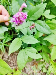 Vicia villosa