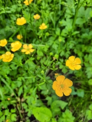 Ranunculus