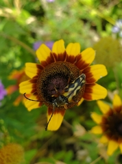 Typocerus octonotatus