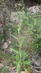Dipsacus ferox