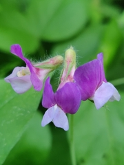 Lathyrus laxiflorus