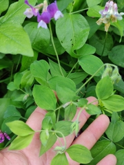 Lathyrus laxiflorus