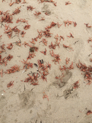 Grimothea planipes