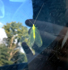 Leucochrysa insularis