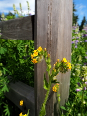 Amsinckia lycopsoides