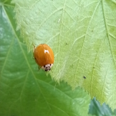 Harmonia axyridis