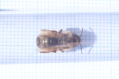 Osmia bicornis