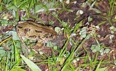 Kassina senegalensis