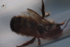Osmia bicornis