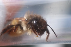 Osmia bicornis