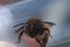 Osmia bicornis