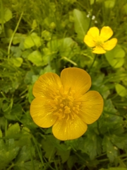 Ranunculus