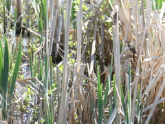 Acrocephalus schoenobaenus