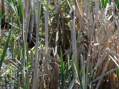 Acrocephalus schoenobaenus