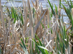 Acrocephalus schoenobaenus