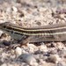 Arizona Striped Whiptail - Photo (c) BJ Stacey, some rights reserved (CC BY-NC)
