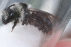 Andrena cineraria