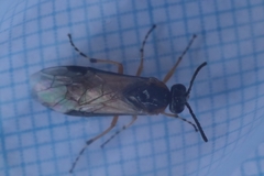 Athalia cordata