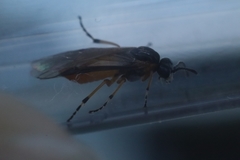 Athalia cordata
