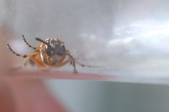 Athalia cordata