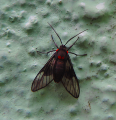 Chrostosoma