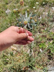 Sanguisorba minor