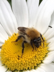Bombus pascuorum