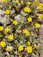 Helianthemum