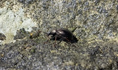 Meracantha contracta